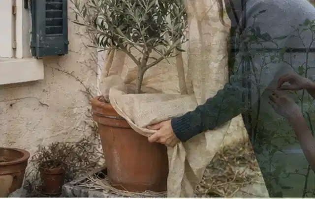 Person umhüllt eine mediterrane Kübelpflanze mit atmungsaktivem Winterschutz; Thema Sonnenblumen, Schwerpunkt Jahrespflege; Ergebnis.