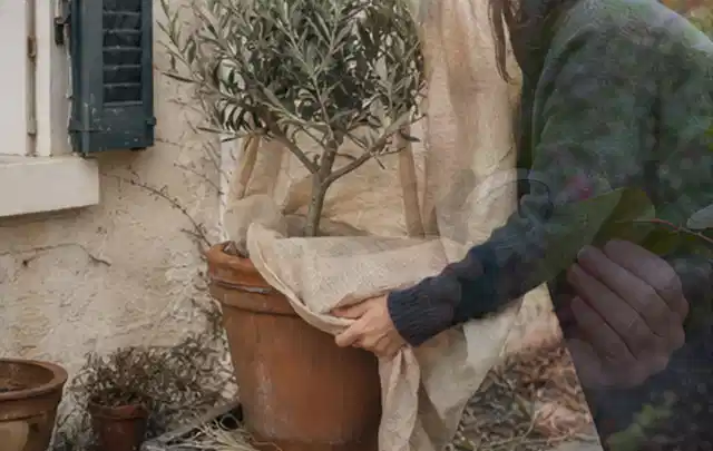 Person umhüllt eine mediterrane Kübelpflanze mit atmungsaktivem Winterschutz; Thema Sonnenblumen, Schwerpunkt Kaufberatung; Kontrolle.