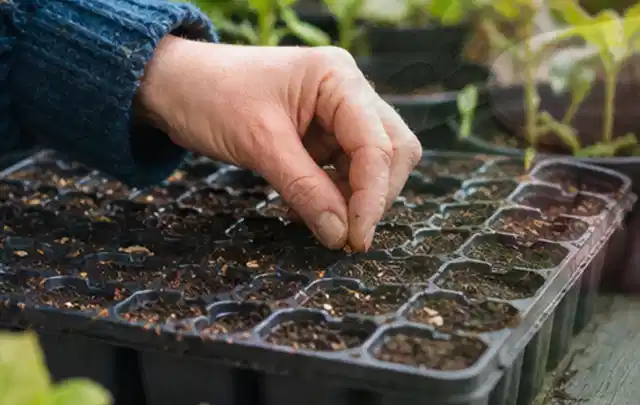 Hand legt einzelne Samen in vorbereitete Anzuchtschalen mit lockerer Erde; Thema Sonnenblumen, Schwerpunkt Kaufberatung; Ergebnis.