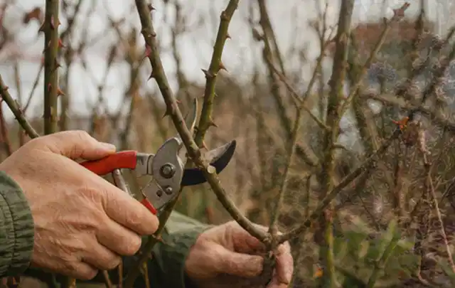 Hände schneiden einen älteren Rosenstrauch mit einer sauberen Gartenschere; Thema Sonnenblumen, Schwerpunkt Pflanzengesundheit; Ausgangslage.