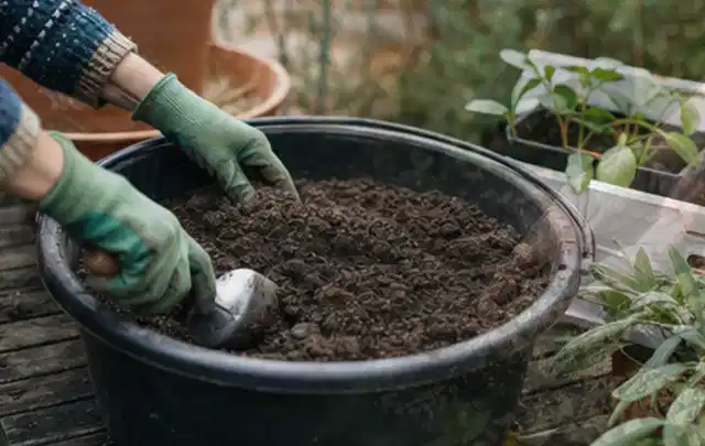 Behandschuhte Hände bereiten lockere Pflanzerde in einem großen Kübel vor; Thema Sonnenblumen, Schwerpunkt Pflanzengesundheit; Umsetzung.