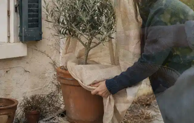 Person umhüllt eine mediterrane Kübelpflanze mit atmungsaktivem Winterschutz; Thema Sonnenblumen, Schwerpunkt Pflanzengesundheit; Kontrolle.