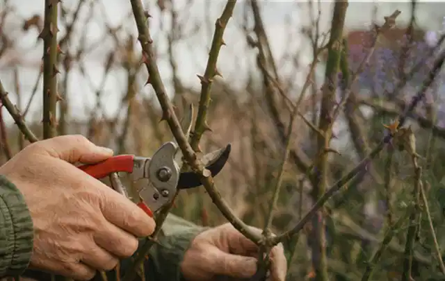 Hände schneiden einen älteren Rosenstrauch mit einer sauberen Gartenschere; Thema Sonnenblumen, Schwerpunkt Pflanzenschutz; Ausgangslage.