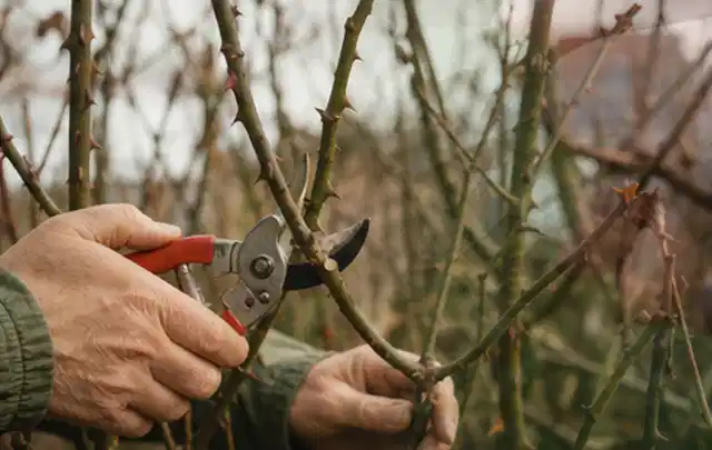 Hände schneiden einen älteren Rosenstrauch mit einer sauberen Gartenschere; Thema Sonnenblumen, Schwerpunkt Pflanzpartner; Ergebnis.