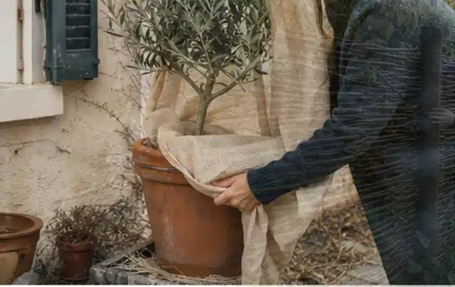 Person umhüllt eine mediterrane Kübelpflanze mit atmungsaktivem Winterschutz; Thema Sonnenblumen, Schwerpunkt Problemlösung; Ausgangslage.