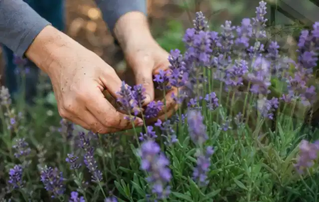 Hände pflegen blühenden Lavendel in einem natürlich angelegten Gartenbeet; Thema Sonnenblumen, Schwerpunkt Problemlösung; Umsetzung.