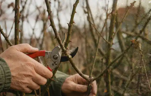 Hände schneiden einen älteren Rosenstrauch mit einer sauberen Gartenschere; Thema Sonnenblumen, Schwerpunkt Problemlösung; Ergebnis.