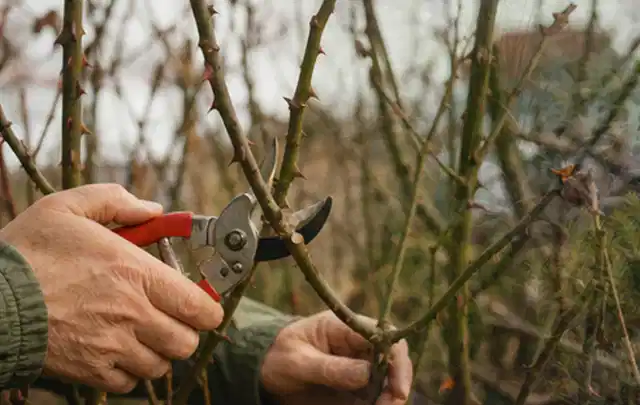 Hände schneiden einen älteren Rosenstrauch mit einer sauberen Gartenschere; Thema Sonnenblumen, Schwerpunkt Rückschnitt; Ausgangslage.