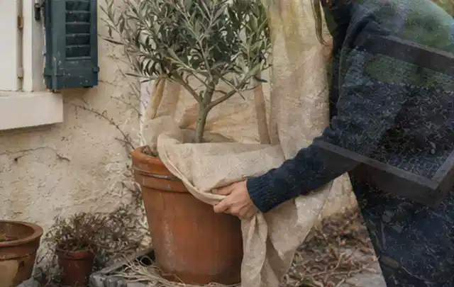 Person umhüllt eine mediterrane Kübelpflanze mit atmungsaktivem Winterschutz; Thema Sonnenblumen, Schwerpunkt Rückschnitt; Praxisalltag.