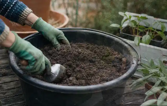 Behandschuhte Hände bereiten lockere Pflanzerde in einem großen Kübel vor; Thema Sonnenblumen, Schwerpunkt Standort; Praxisalltag.