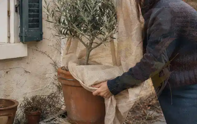 Person umhüllt eine mediterrane Kübelpflanze mit atmungsaktivem Winterschutz; Thema Sonnenblumen, Schwerpunkt Topfkultur; Ausgangslage.