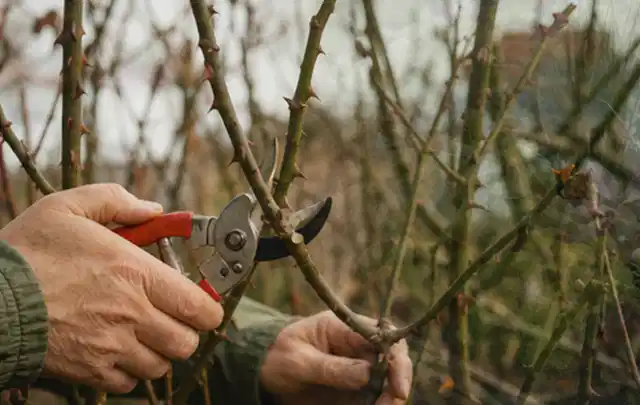 Hände schneiden einen älteren Rosenstrauch mit einer sauberen Gartenschere; Thema Sonnenblumen, Schwerpunkt Topfkultur; Ergebnis.