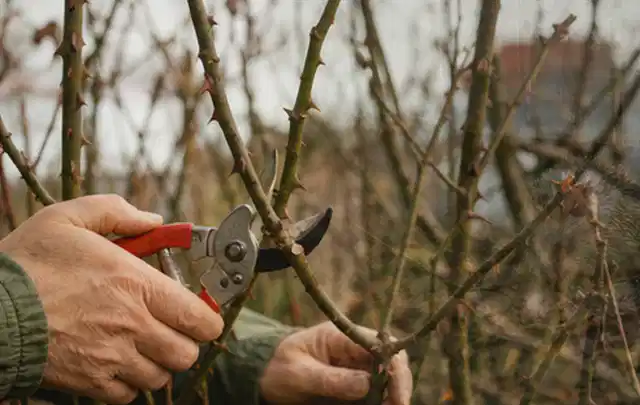 Hände schneiden einen älteren Rosenstrauch mit einer sauberen Gartenschere; Thema Sonnenblumen, Schwerpunkt Vermehrung; Praxisalltag.