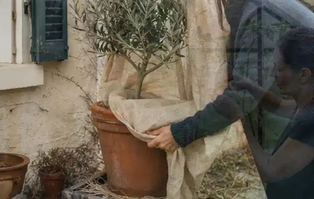 Person umhüllt eine mediterrane Kübelpflanze mit atmungsaktivem Winterschutz; Thema Sonnenblumen, Schwerpunkt Wachstum; Praxisalltag.