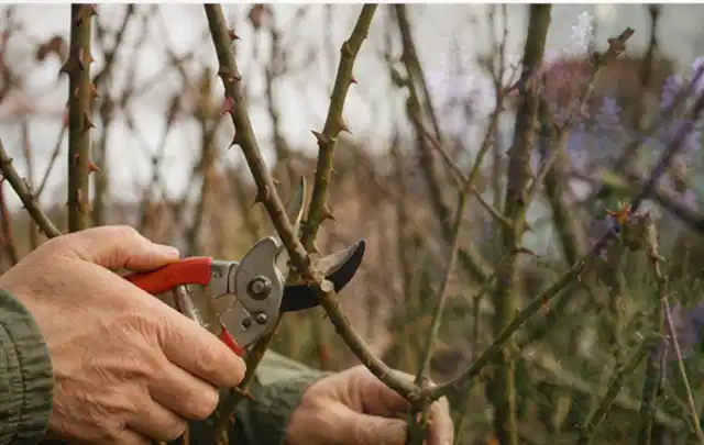 Hände schneiden einen älteren Rosenstrauch mit einer sauberen Gartenschere; Thema Sonnenpflanzen, Schwerpunkt Bewässerung; Ausgangslage.