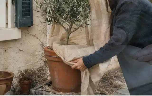 Person umhüllt eine mediterrane Kübelpflanze mit atmungsaktivem Winterschutz; Thema Sonnenpflanzen, Schwerpunkt Boden; Kontrolle.