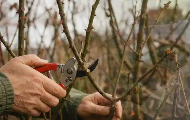 Hände schneiden einen älteren Rosenstrauch mit einer sauberen Gartenschere; Thema Sonnenpflanzen, Schwerpunkt Düngung; Ergebnis.