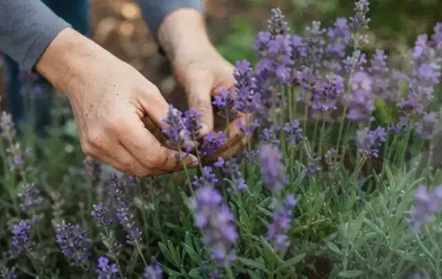 Hände pflegen blühenden Lavendel in einem natürlich angelegten Gartenbeet; Thema Sonnenpflanzen, Schwerpunkt Einsteigerwissen; Umsetzung.