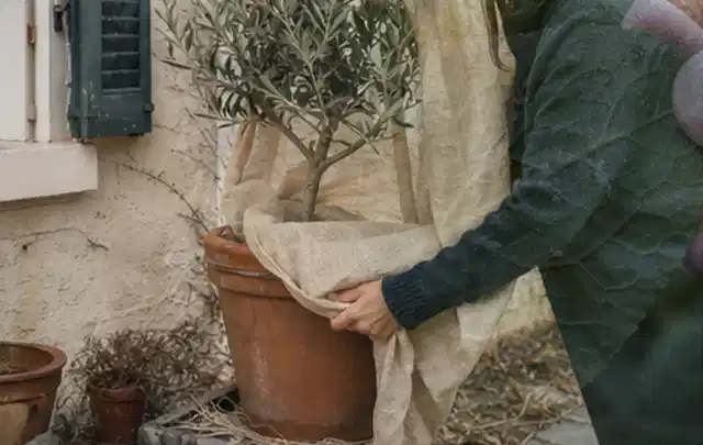 Person umhüllt eine mediterrane Kübelpflanze mit atmungsaktivem Winterschutz; Thema Sonnenpflanzen, Schwerpunkt Einsteigerwissen; Praxisalltag.