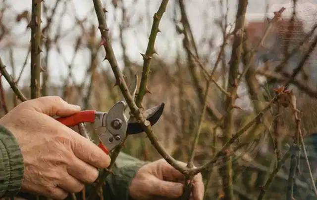 Hände schneiden einen älteren Rosenstrauch mit einer sauberen Gartenschere; Thema Sonnenpflanzen, Schwerpunkt Fehlerhilfe; Ausgangslage.