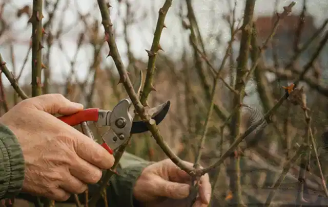 Hände schneiden einen älteren Rosenstrauch mit einer sauberen Gartenschere; Thema Sonnenpflanzen, Schwerpunkt Gartenpraxis; Ergebnis.