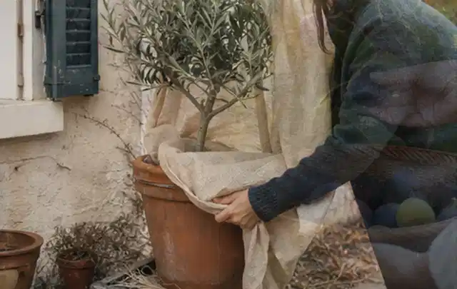 Person umhüllt eine mediterrane Kübelpflanze mit atmungsaktivem Winterschutz; Thema Sonnenpflanzen, Schwerpunkt Jahrespflege; Ausgangslage.