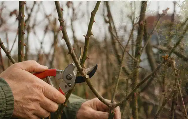 Hände schneiden einen älteren Rosenstrauch mit einer sauberen Gartenschere; Thema Sonnenpflanzen, Schwerpunkt Jahrespflege; Praxisalltag.