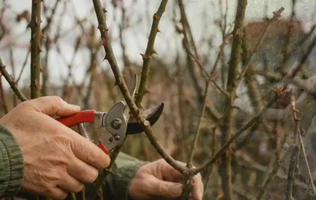 Hände schneiden einen älteren Rosenstrauch mit einer sauberen Gartenschere; Thema Sonnenpflanzen, Schwerpunkt Kaufberatung; Ergebnis.
