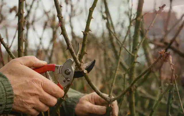 Hände schneiden einen älteren Rosenstrauch mit einer sauberen Gartenschere; Thema Sonnenpflanzen, Schwerpunkt Pflanzen; Kontrolle.