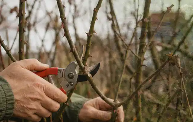Hände schneiden einen älteren Rosenstrauch mit einer sauberen Gartenschere; Thema Sonnenpflanzen, Schwerpunkt Pflanzenschutz; Umsetzung.