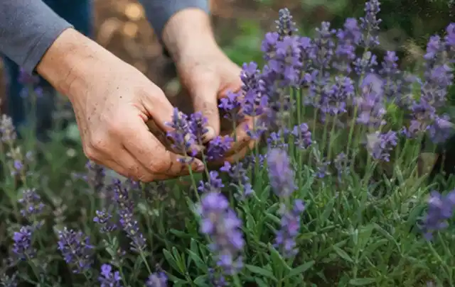 Hände pflegen blühenden Lavendel in einem natürlich angelegten Gartenbeet; Thema Sonnenpflanzen, Schwerpunkt Pflanzpartner; Kontrolle.