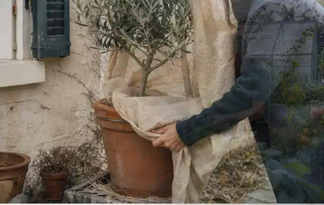 Person umhüllt eine mediterrane Kübelpflanze mit atmungsaktivem Winterschutz; Thema Sonnenpflanzen, Schwerpunkt Problemlösung; Ausgangslage.