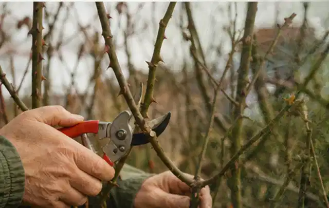 Hände schneiden einen älteren Rosenstrauch mit einer sauberen Gartenschere; Thema Sonnenpflanzen, Schwerpunkt Problemlösung; Praxisalltag.
