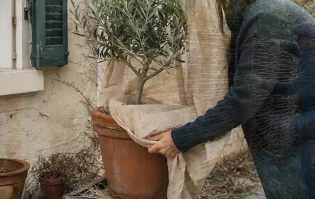 Person umhüllt eine mediterrane Kübelpflanze mit atmungsaktivem Winterschutz; Thema Sonnenpflanzen, Schwerpunkt Sortenwahl; Ausgangslage.
