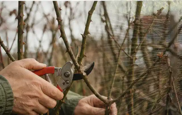 Hände schneiden einen älteren Rosenstrauch mit einer sauberen Gartenschere; Thema Sonnenpflanzen, Schwerpunkt Standort; Praxisalltag.