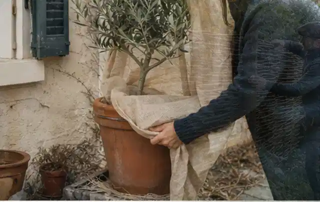 Person umhüllt eine mediterrane Kübelpflanze mit atmungsaktivem Winterschutz; Thema Sonnenpflanzen, Schwerpunkt Topfkultur; Kontrolle.