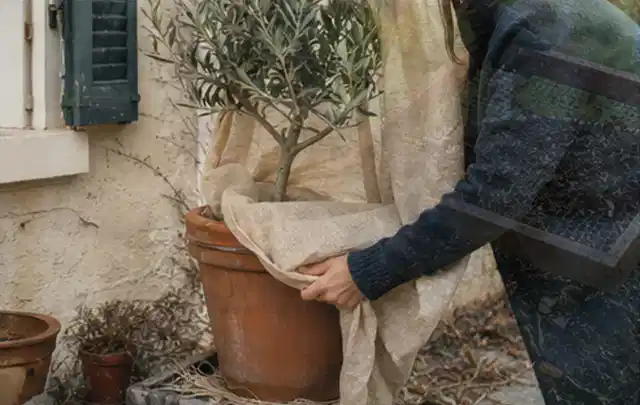 Person umhüllt eine mediterrane Kübelpflanze mit atmungsaktivem Winterschutz; Thema Sonnenpflanzen, Schwerpunkt Vermehrung; Kontrolle.