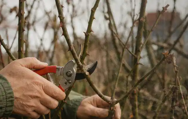 Hände schneiden einen älteren Rosenstrauch mit einer sauberen Gartenschere; Thema Sonnenpflanzen, Schwerpunkt Vermehrung; Praxisalltag.