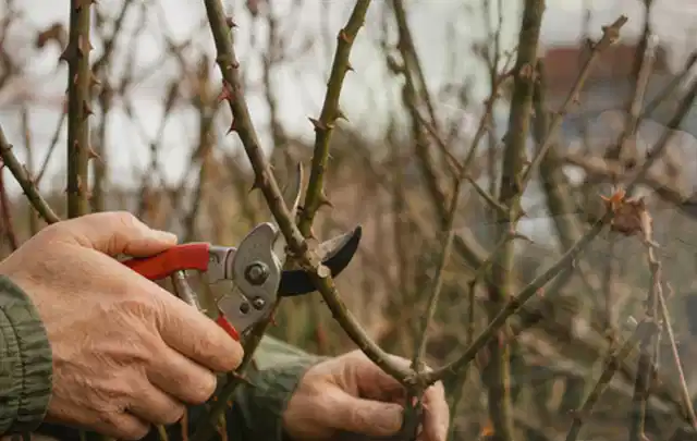 Hände schneiden einen älteren Rosenstrauch mit einer sauberen Gartenschere; Thema Sonnenpflanzen, Schwerpunkt Wachstum; Ausgangslage.