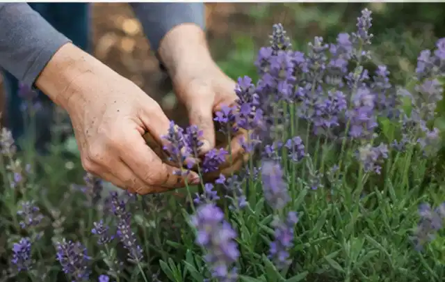 Hände pflegen blühenden Lavendel in einem natürlich angelegten Gartenbeet; Thema Sonnenpflanzen, Schwerpunkt Wachstum; Kontrolle.