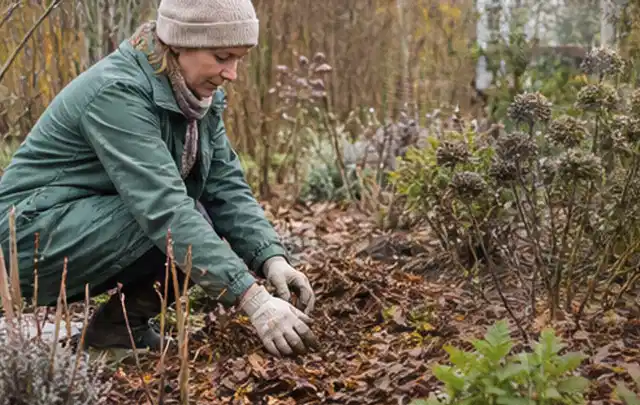 Person verteilt eine schützende Mulchschicht zwischen winterlichen Stauden; Thema Sonnenpflanzen, Schwerpunkt Wachstum; Ergebnis.