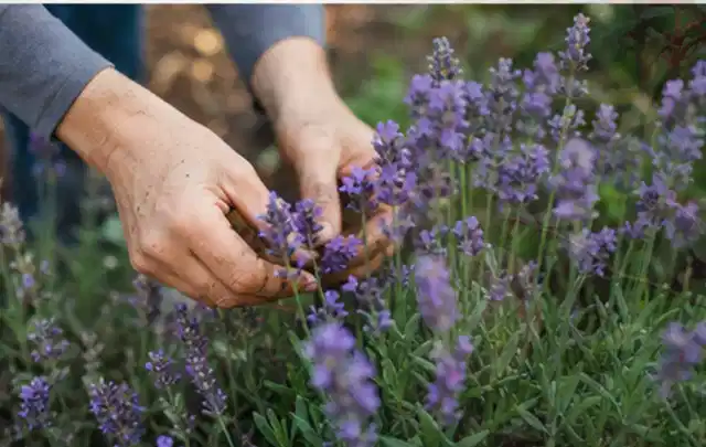 Hände pflegen blühenden Lavendel in einem natürlich angelegten Gartenbeet; Thema Sonnenpflanzen, Schwerpunkt Winterpflege; Praxisalltag.