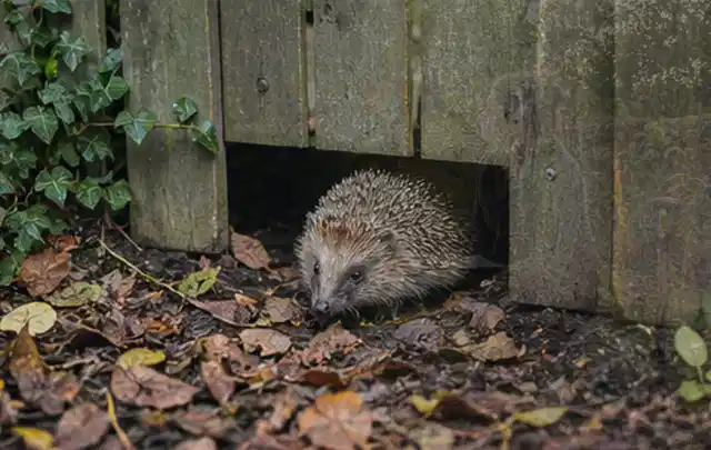 Igel nutzt einen bodennahen Durchgang unter einem hölzernen Gartenzaun; Thema Sonnenschirme, Schwerpunkt Anwendung; Umsetzung.