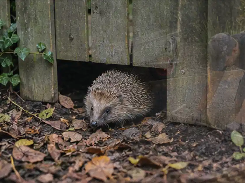 Igel nutzt einen bodennahen Durchgang unter einem hölzernen Gartenzaun; Thema Sonnenschirme, Schwerpunkt Dimensionierung; Titelbild.