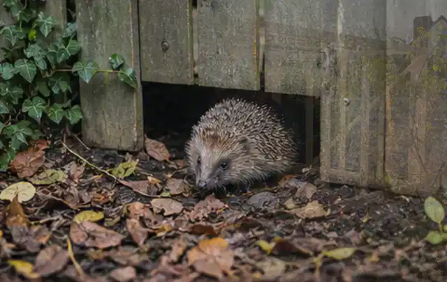 Igel nutzt einen bodennahen Durchgang unter einem hölzernen Gartenzaun; Thema Sonnenschirme, Schwerpunkt Ersatzteile; Ausgangslage.