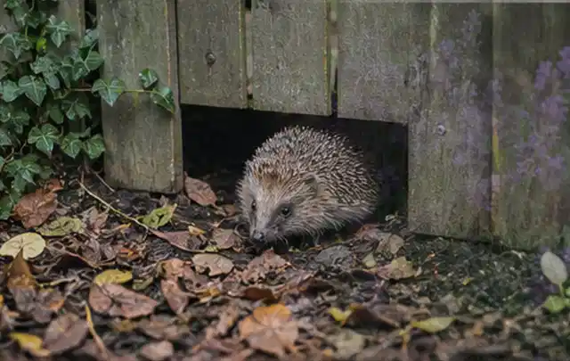 Igel nutzt einen bodennahen Durchgang unter einem hölzernen Gartenzaun; Thema Sonnenschirme, Schwerpunkt Fehlerhilfe; Kontrolle.