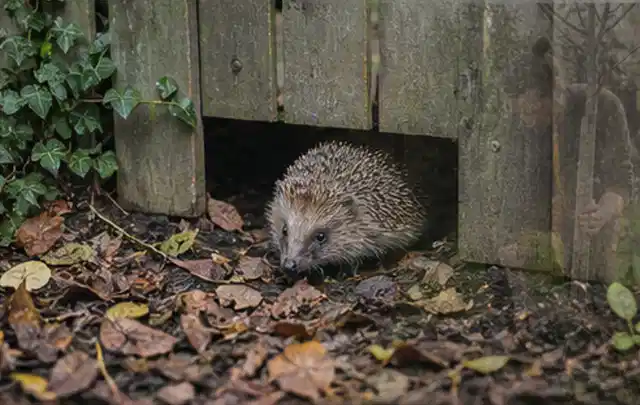 Igel nutzt einen bodennahen Durchgang unter einem hölzernen Gartenzaun; Thema Sonnenschirme, Schwerpunkt Gärten mit großer Fläche; Ergebnis.