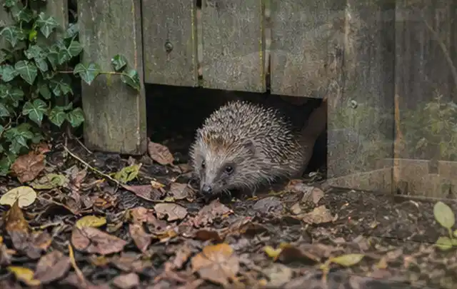 Igel nutzt einen bodennahen Durchgang unter einem hölzernen Gartenzaun; Thema Sonnenschirme, Schwerpunkt Gärten mit kleiner Fläche; Umsetzung.