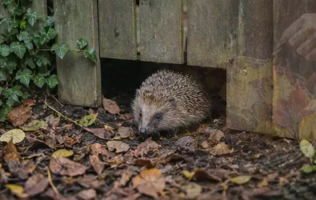 Igel nutzt einen bodennahen Durchgang unter einem hölzernen Gartenzaun; Thema Sonnenschirme, Schwerpunkt Kaufberatung; Umsetzung.