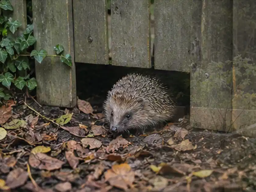 Igel nutzt einen bodennahen Durchgang unter einem hölzernen Gartenzaun; Thema Sonnenschirme, Schwerpunkt Kosten; Titelbild.